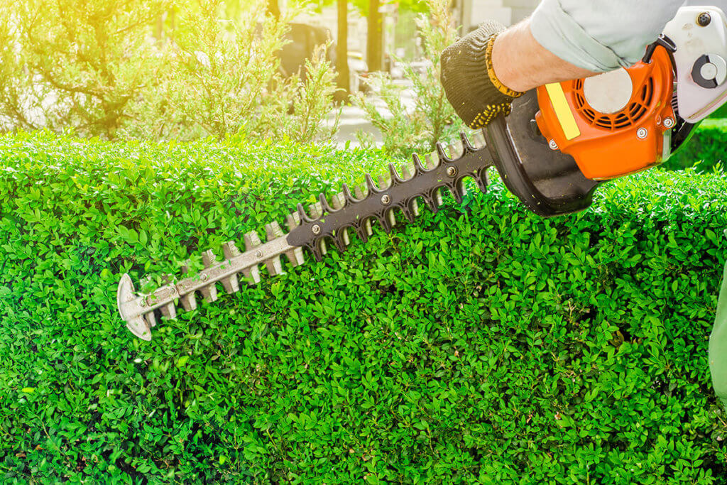 Mann trimmt Hecke an sonnigem Tag