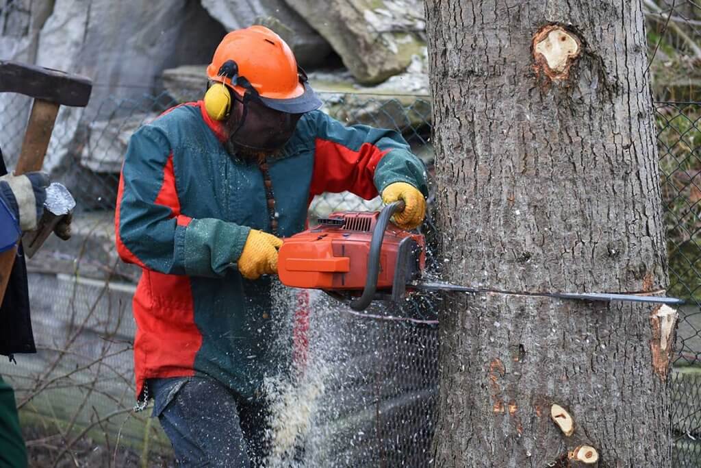motorsäge kettensäge arbeit am baum