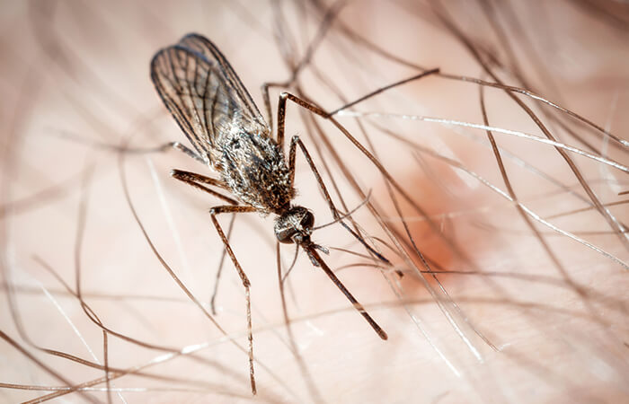Moskito sticht zu